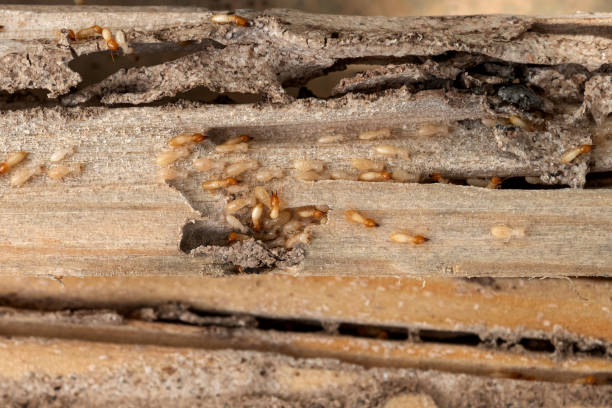 Best Affordable Pest Control Services  in Karns, TN