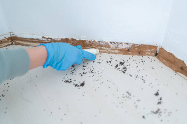 Best Flea Control Services  in Karns, TN